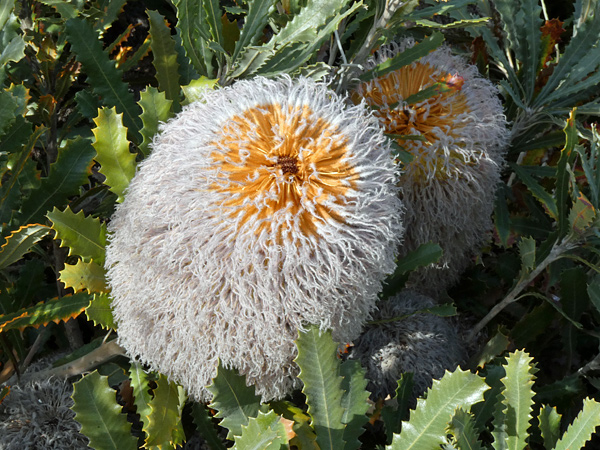 large-fuzzy-banksia