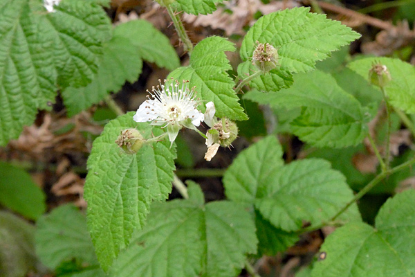 blackberry-flower