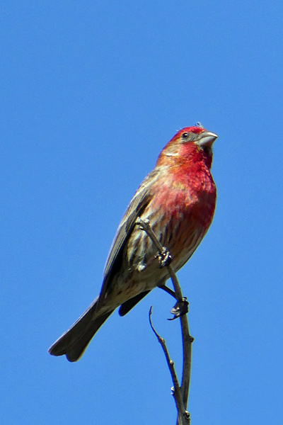 house-finch-on-cockspur-coral