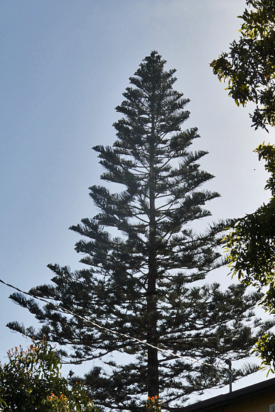 Norfolk-Island-pine
