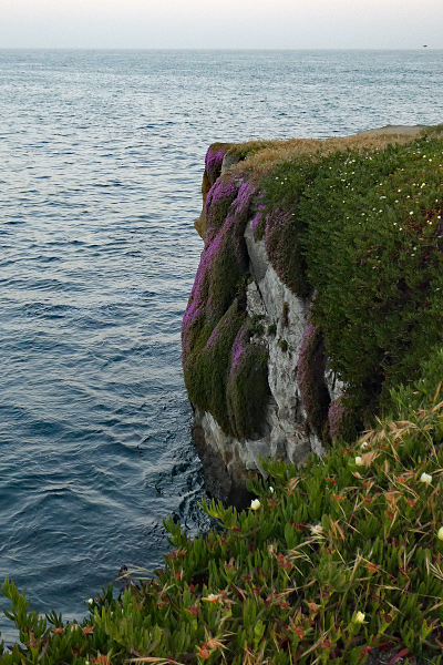 plants-on-cliff