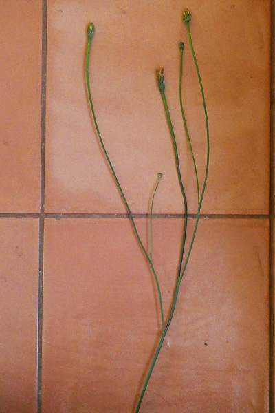 catsear-branching-stem